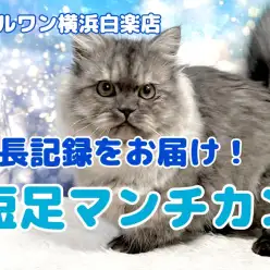 【 マンチカン 】驚きの人懐っこさ！短足マンチカンくんの成長記録
