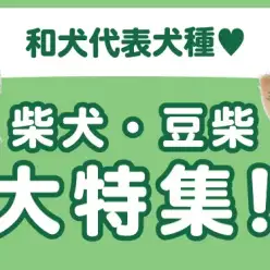 【 柴犬・豆柴特集 】1/23現在在店中の日本犬代表！最新動画は必見！