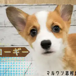 【 コーギー 】可愛いお顔に食パンボディ！抜群の人懐っこさを持った女の子！