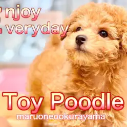 【 トイプードル 】生後77日！元気いっぱい巻き毛が可愛いレッチリガール！