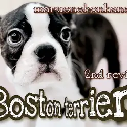 【 ボストンテリア 】来月お散歩デビュー！カッコよさに磨きがかかってます！