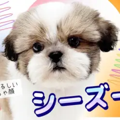 【 シーズー 】根強い人気を誇る人気者！温厚なシーズーちゃんが登場！