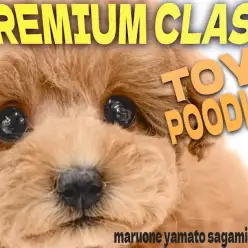 【 トイプードル 】マルワンプレミアム認定と小さめサイズを兼ね揃えた圧倒的美少女