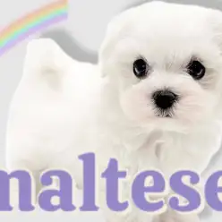 【 マルチーズ 】真っ白なボディと短い足!天真爛漫笑顔溢れる激かわマルちゃん!