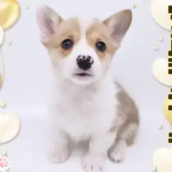 【 コーギー 】胴長短足界のスーパースター！おっとり甘えんぼコーギー可愛すぎる！