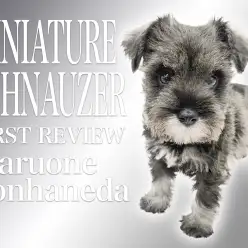 【 ミニチュアシュナウザー 】ソルト&ペッパーの美人顔でおしとやかな女の子!