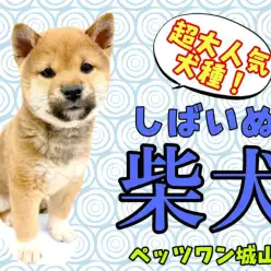 【 柴犬 】愛嬌たっぷり！ムッチリBODYが愛らしい競争率高めの柴犬登場！