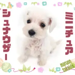 【 白シュナ 】激レアカラー！生後60日で800g台の白シュナちゃんがやってきた