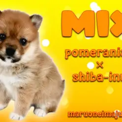 【 MIX ポメ柴 】たぬき顔の温厚癒し系!オンリーワンなmix犬の女の子!