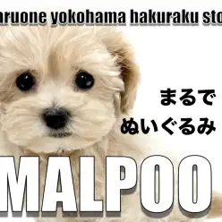 【 MIX 】溢れ出るぬいぐるみ感！ドワーフ体型の大人気ミックス犬マルプー！