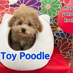 【 トイ・プードル 】生後4ヶ月、スクスク成長中トイプードルくんの2ndブログ