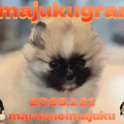 【 イマジュクグラム 】チワワとポメラニアンの最強癒し系MIX！おっとり女の子！