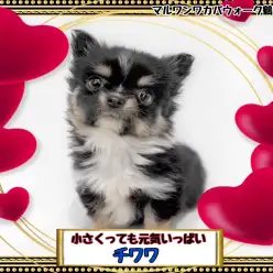 【 チワワ 】コロンと小さく可愛いチワワちゃん