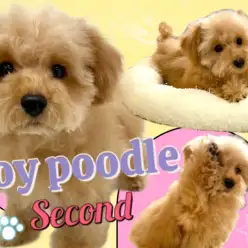 【 トイプードル 】生後4ヶ月半!タイニーサイズに成長中のちびっ子ぷーちゃん!