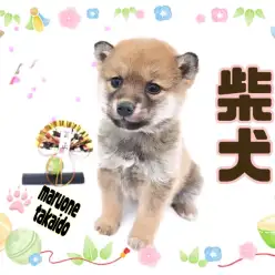 【 柴犬 】小柄なムチっとボディが魅力的！子熊のような甘えん坊柴がやって来た！