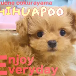 【 MIX 】人懐っこく成長中！チワプーちゃんの瞬間移動を披露！