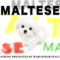 【 マルチーズ 】純白なドレスを身にまとった小さめサイズのプリンセス！