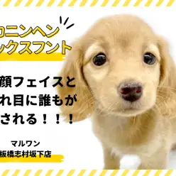 【 カニンヘンダックスフント 】ダックス最小サイズ！童顔に甘えん坊な子犬登場！
