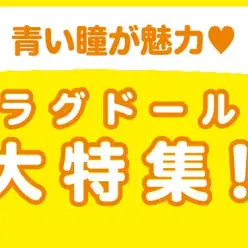 【 ラグドール特集 】1/9現在在店中の青い瞳の美猫特集！最新動画は必見！