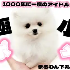【 ポメラニアン 】極小サイズの白たぬきポメ!今しか出会えないアイドルがここに!