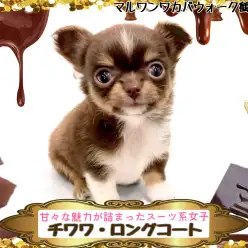 【 チワワ・ロングコート 】スイーツ系女子が鶴ヶ島店にやってきた!