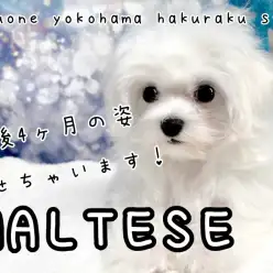 【 マルチーズ 】生後4か月になったよ！小柄なプレミアムマルちゃんの現在の姿！