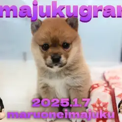 【 イマジュクグラム 】白い靴下を履いたポメラニアンと柴犬のレアMIX犬登場!