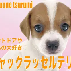 【 ジャックラッセルテリア 】明るく活発で遊ぶのが大好きな女の子！！
