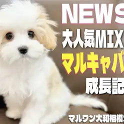 【 マルキャバ 】毛色は？サイズは？性格は？大人気MIXの現在の姿をお届け！