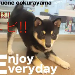 【 豆柴 】得意なことを芸にしながら楽しいコミュニケーション！！