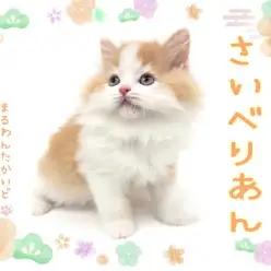 【 サイベリアン 】甘々な性格で癒しを届ける温厚なサイベリアンの男の子が入店！