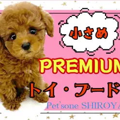 【 トイ・プードル 】待ってました！！小さめプレミアムトイプーちゃんの登場です！！