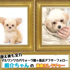 【 鶴ヶ島店アフターフォロー 】MIXの楓介ちゃんの歯磨きレクチャー