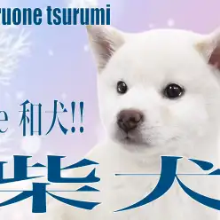 【 柴犬 】これぞ和犬。可愛くも凛々しい白色の男の子!