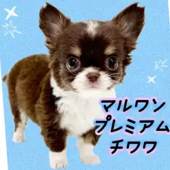 【 チワワ 】マルワンプレミアム激かわちーちゃん!優れた容姿と愛らしい性格
