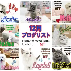 【 ブログリスト 】マルワン港北NT店12月のブログ記事まとめ