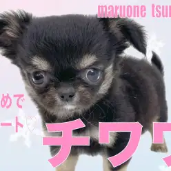 【 チワワ 】艷やかなブラック&タンカラーの小さめな女の子!!