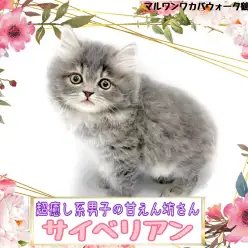 【 サイベリアン 】ブルーの被毛が美しい超癒し系男子の甘えん坊さん