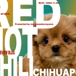 【 チワプー 】濃厚レッドとドワーフボディが愛らしいオンリーワンコ！