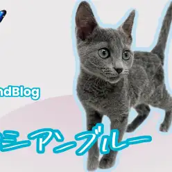 【 ロシアンブルー 】ルックスも性格も魅力的!生後3ヶ月半を迎えた超美猫!
