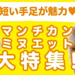 【 マンチカン・ミヌエット特集 】1/16現在在店中の短足にゃんこ！最新動画付き