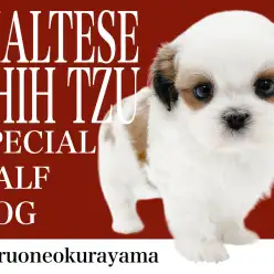 【 MIX 】シンメトリーの美しいお顔立ちのマルチーズ×シーズー！