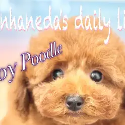 【 トイプードル 】生後3ヶ月で1.1kg!小柄で元気いっぱいのおりこうワンコ!