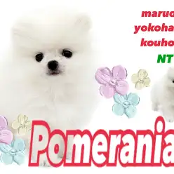 【 ポメラニアン 】毛量たっぷり！ホワイトカラーの極上ポメラニアンくん