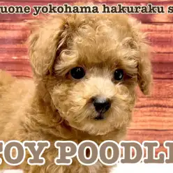 【 トイプードル 】少し困った表情がポイント！小さめサイズトイプードルくん