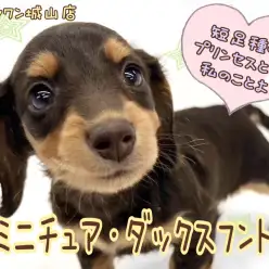 【 ミニチュア・ダックスフント 】癒し系女子！おっとりダックちゃんの登場です。