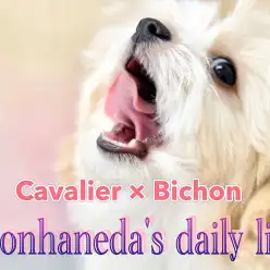 【 キャバション 】お手入れトレーニング順調！賢きイケメンMIXちゃん！