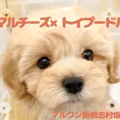 【 マルプー 】大人気のミックス犬をご紹介！可愛すぎるマルプーちゃんが仲間入り！