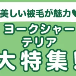 【 ヨークシャーテリア特集 】1/2現在在店中のヨーキーちゃん！最新動画付き！