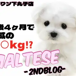 【 マルチーズ 】可愛いだけじゃない！抱っこもお手入れも超優等生な2ndブログ
